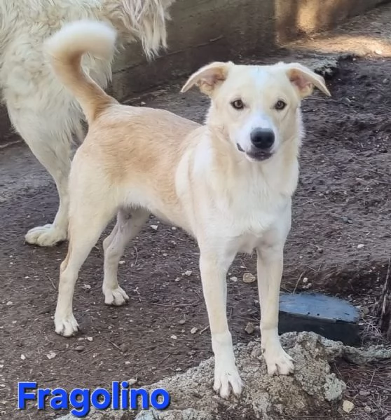Fragolino | Foto 4