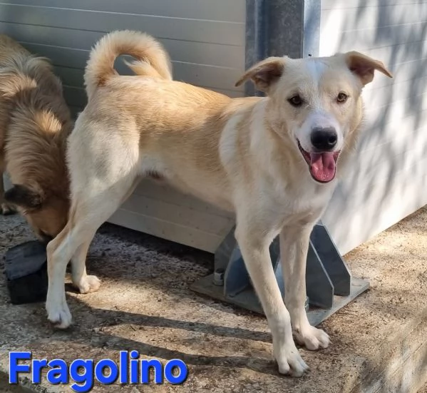 Fragolino