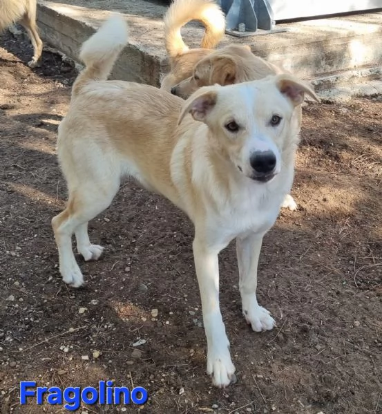 Fragolino | Foto 1