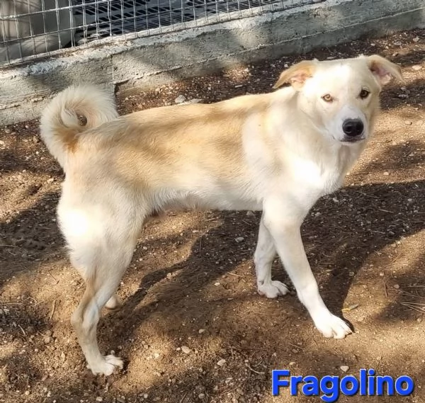 Fragolino | Foto 0
