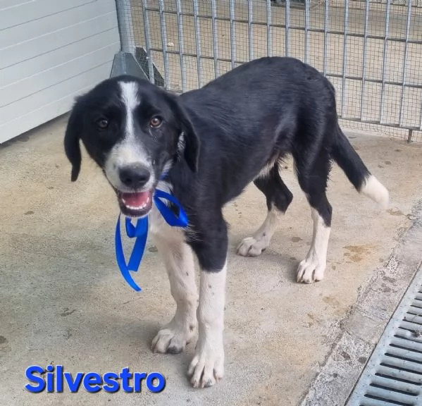 Silvestro | Foto 4