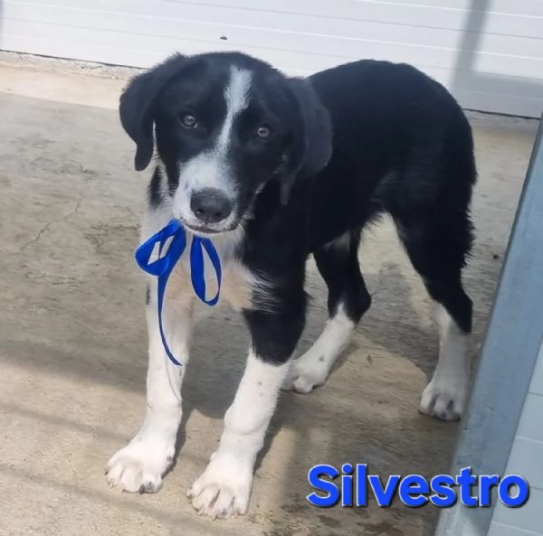 Silvestro | Foto 3