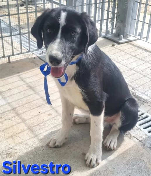 Silvestro | Foto 2