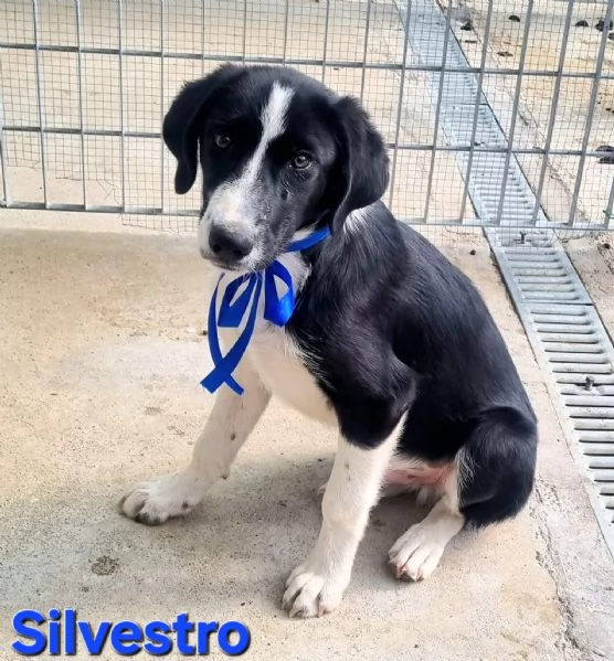 Silvestro