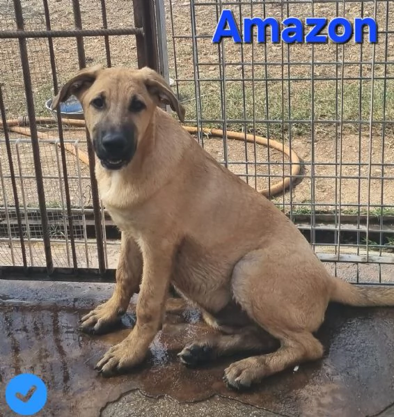 Amazon | Foto 6