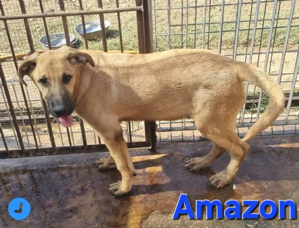 Amazon | Foto 5