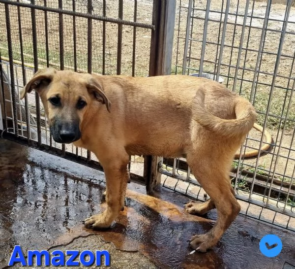 Amazon | Foto 4