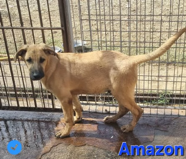 Amazon | Foto 2