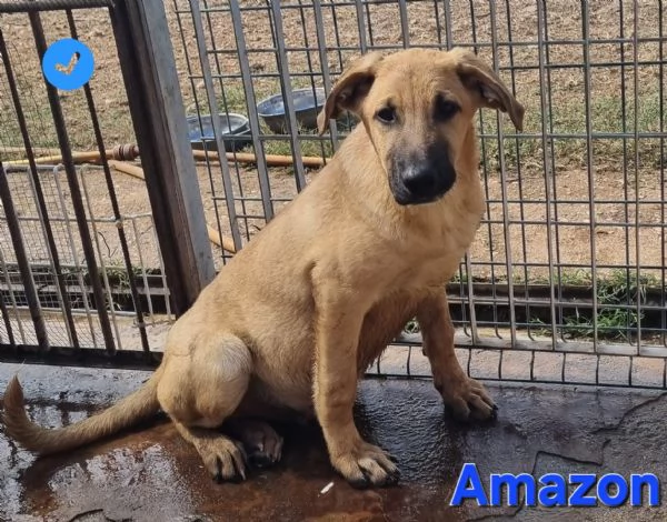 Amazon | Foto 1