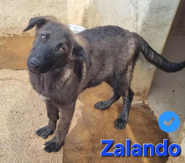 Zalando | Foto 4