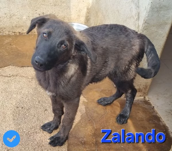 Zalando | Foto 3