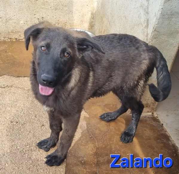 Zalando
