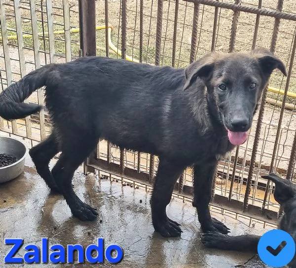 Zalando | Foto 1