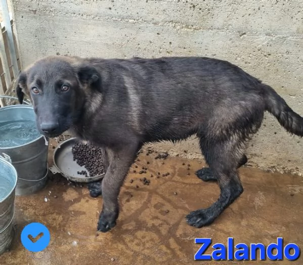 Zalando | Foto 0