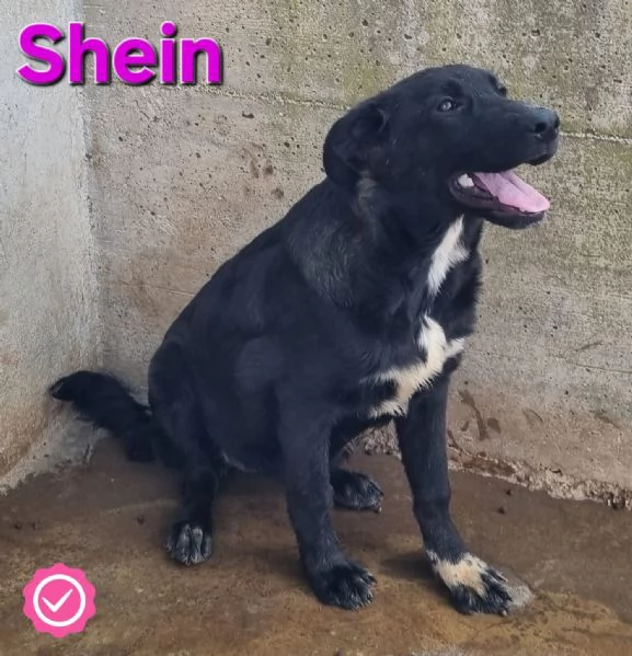 Shein | Foto 1