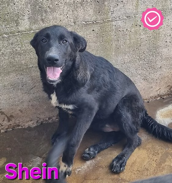 Shein | Foto 3