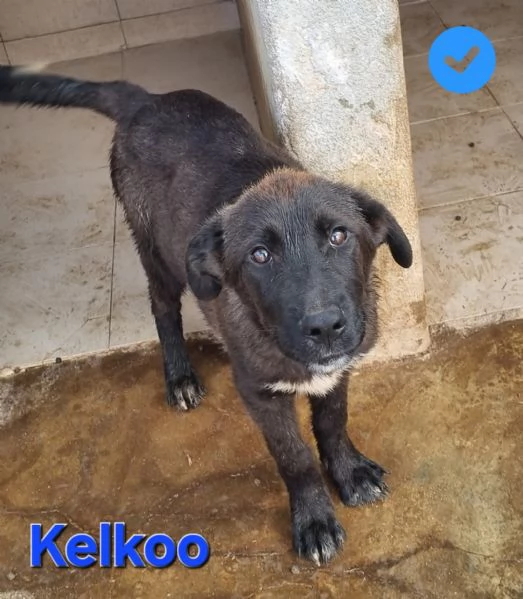 Kelkoo | Foto 4