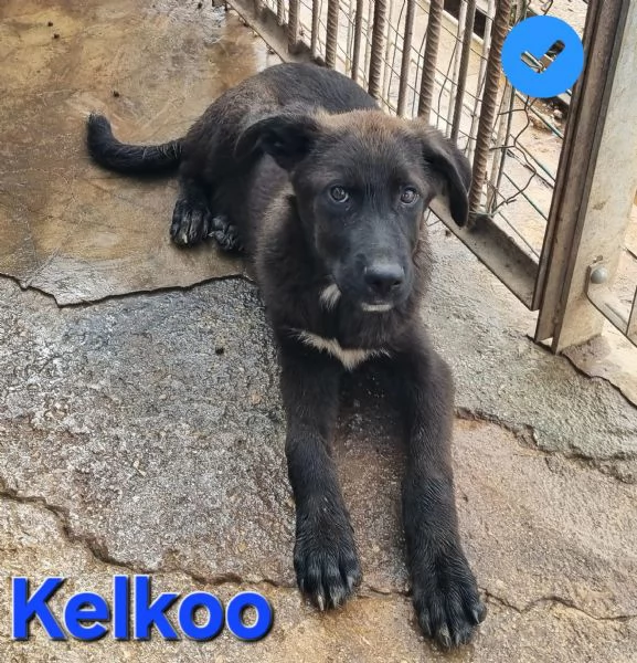 Kelkoo | Foto 2
