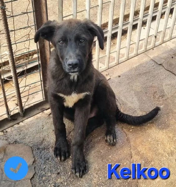 Kelkoo