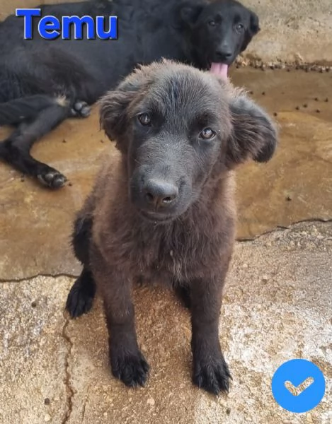 Temu  bellissimo cucciolo | Foto 3