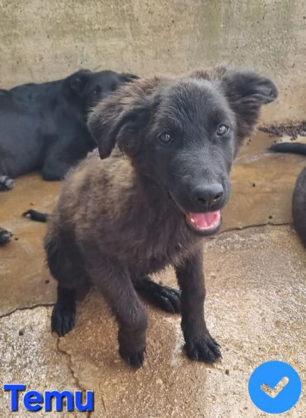 Temu  bellissimo cucciolo | Foto 2