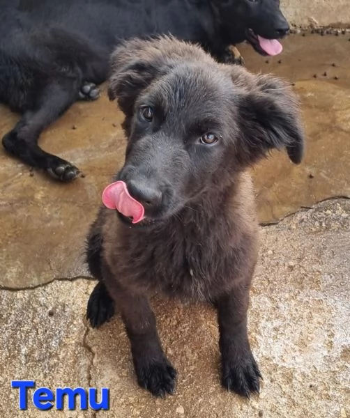 Temu  bellissimo cucciolo | Foto 1