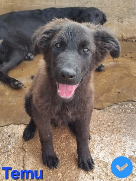 Temu  bellissimo cucciolo
