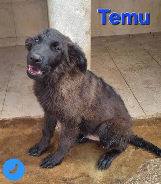 Temu  bellissimo cucciolo | Foto 0