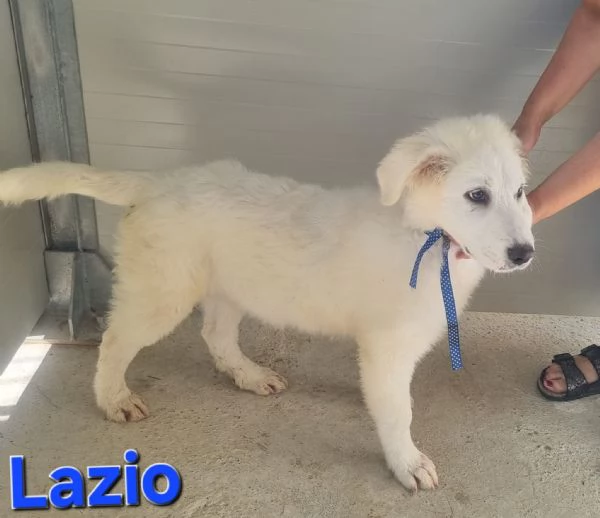 Lazio  Cucciolo Pastore Maremmano | Foto 3
