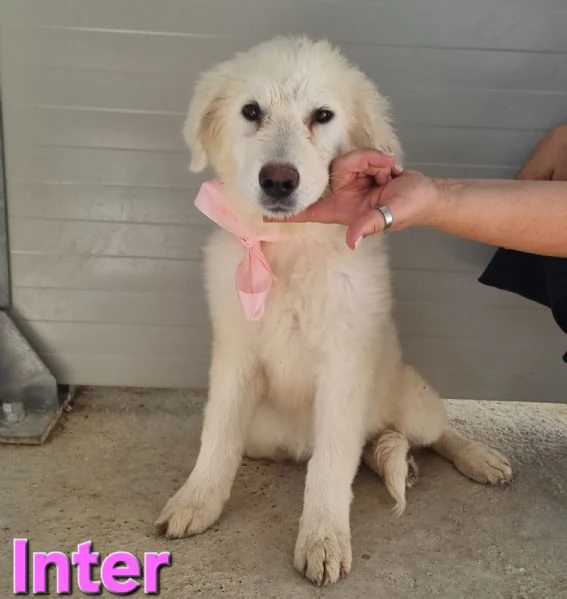 Inter  Cucciola Pastore Maremmano | Foto 5
