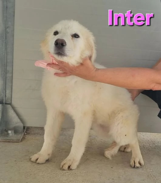 Inter  Cucciola Pastore Maremmano | Foto 4