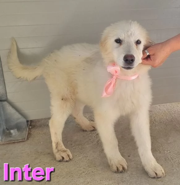 Inter  Cucciola Pastore Maremmano | Foto 0
