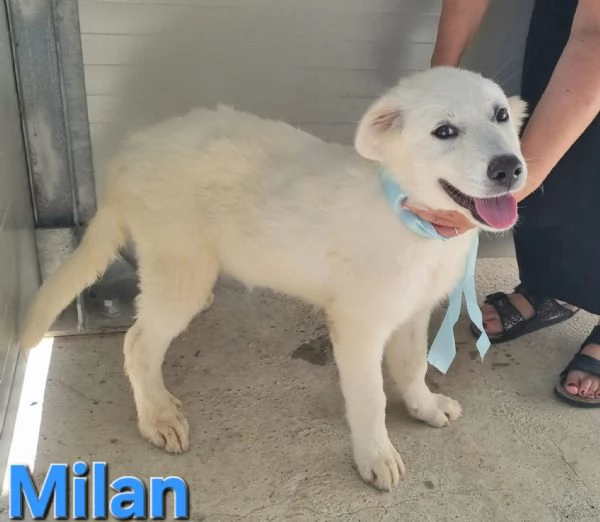 Milan  Cucciolo Pastore Maremmano | Foto 3