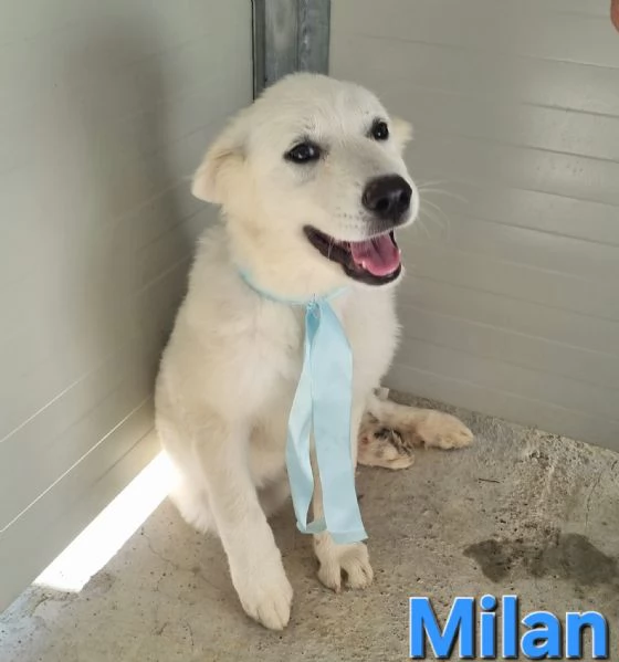 Milan  Cucciolo Pastore Maremmano | Foto 2