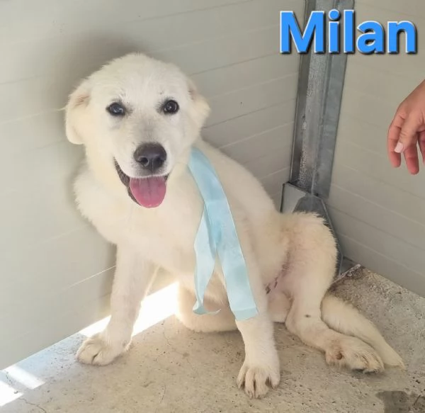 Milan  Cucciolo Pastore Maremmano | Foto 1
