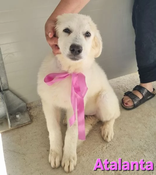 Atalanta Cucciola Pastore Maremmano | Foto 0