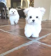 due bellissimi cuccioli di maltese maschi e femmine abbiamo due bellissimi cuccioli maltesi maschi e | Foto 0