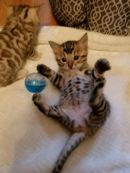 due bellissimi bengala di 3 mesi | Foto 0