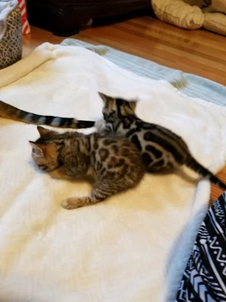 due bellissimi bengala di 3 mesi