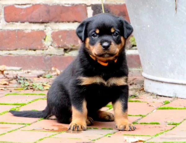 stupenda cucciolata di rottweiler