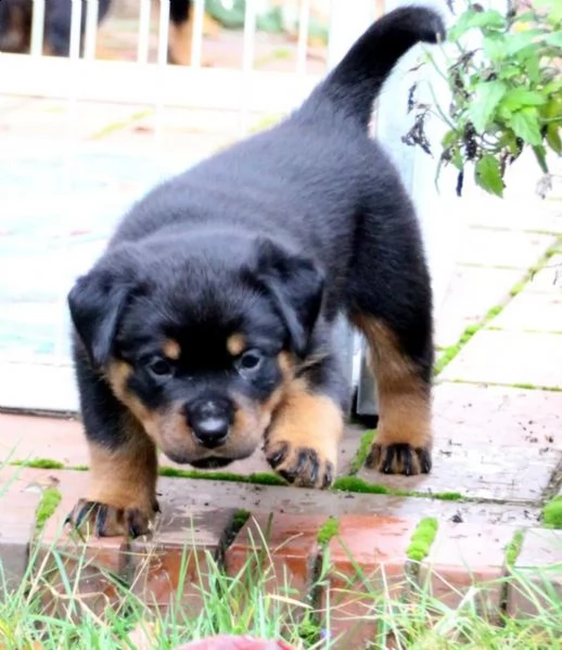 stupenda cucciolata di rottweiler | Foto 3