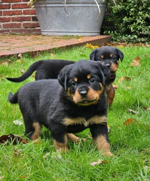 stupenda cucciolata di rottweiler | Foto 2