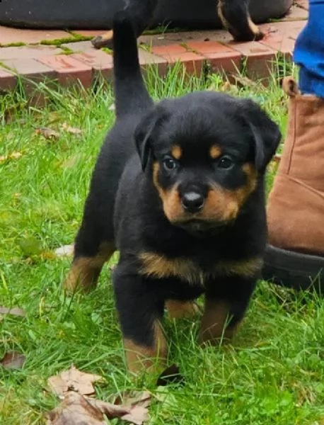 stupenda cucciolata di rottweiler | Foto 1