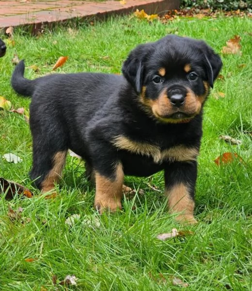 stupenda cucciolata di rottweiler | Foto 0