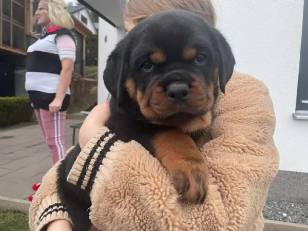 Cucciolata meravigliosa di 8 rottweiler