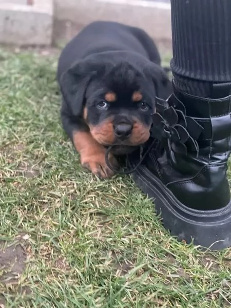 Cucciolata meravigliosa di 8 rottweiler | Foto 2