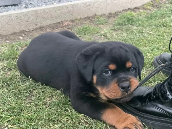 Cucciolata meravigliosa di 8 rottweiler | Foto 1