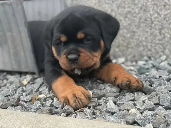 Cucciolata meravigliosa di 8 rottweiler | Foto 0