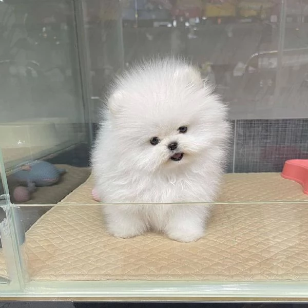 CUCCIOLI POMERANIA BIANCHI | Foto 2