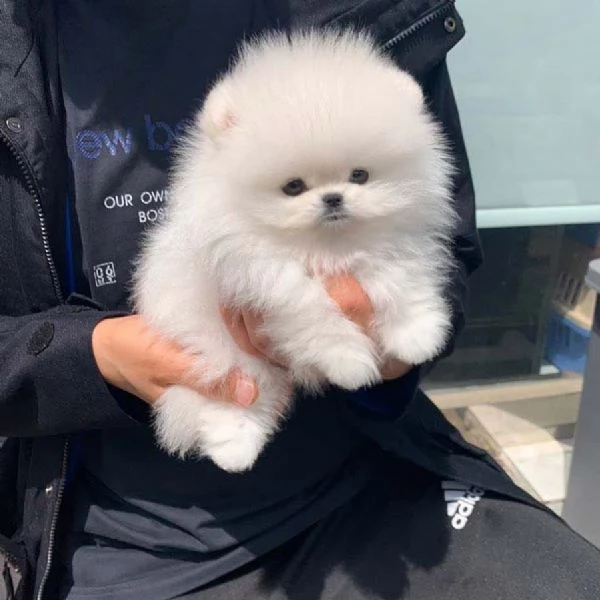 CUCCIOLI POMERANIA BIANCHI